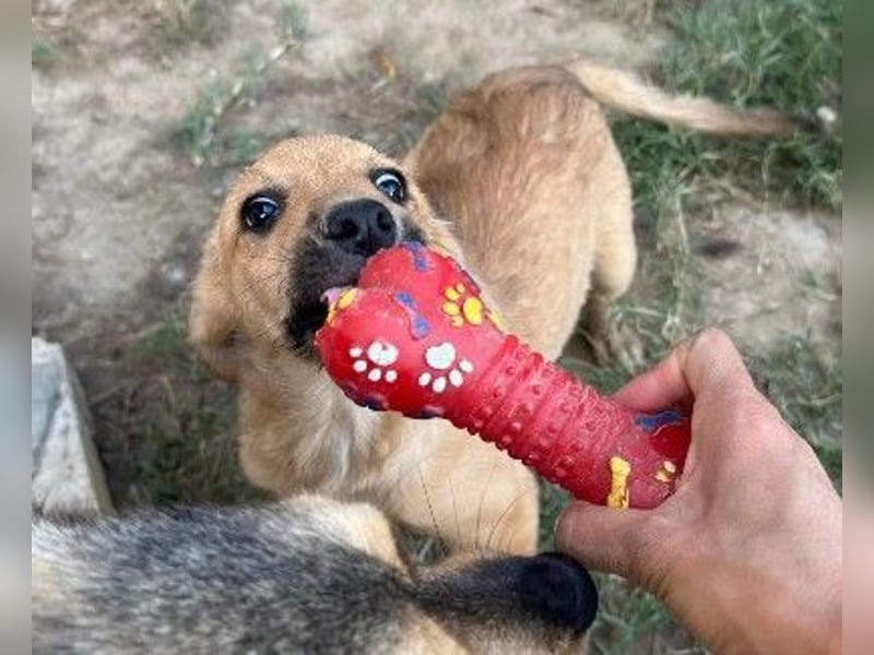 verschmuster, lieber Traumhund Gaio