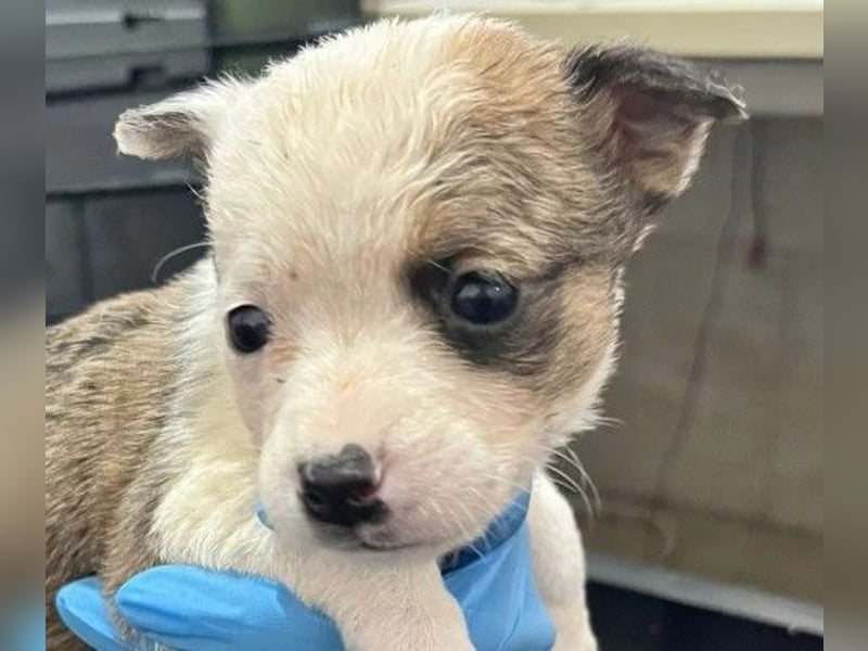 RONJA - zauberhaftes Welpenmädchen sucht liebevolles Zuhause