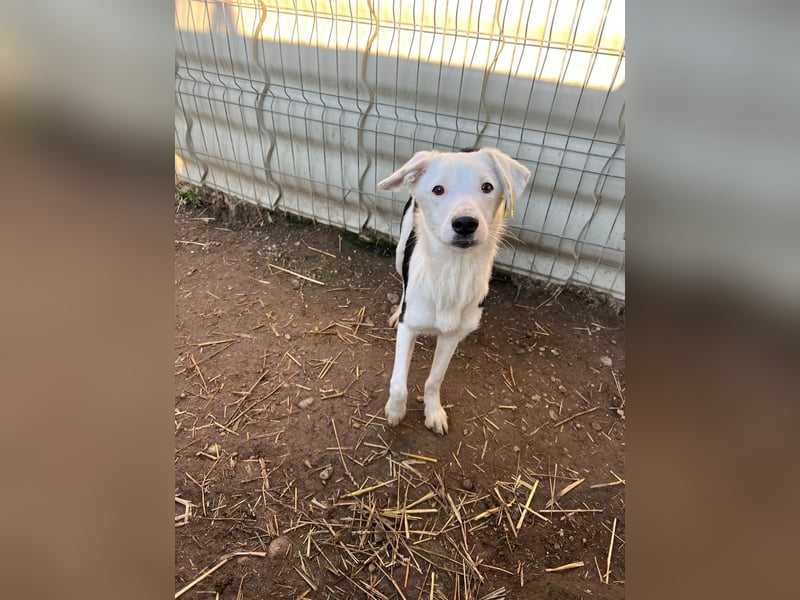 T-ROC - skeptischer Junghund sucht seine Menschen