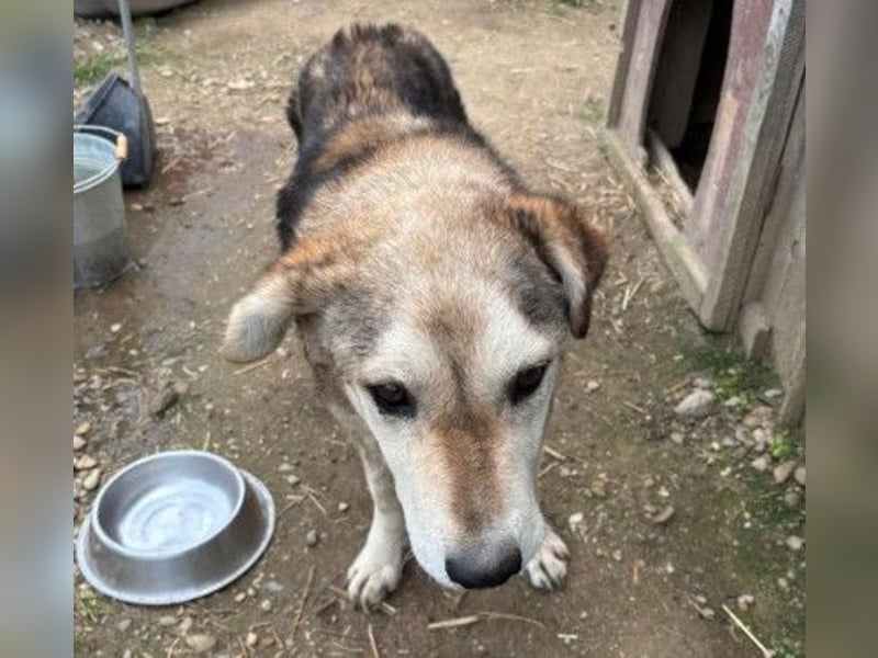 liebenswerter Senior sucht dringend ein liebevolles Zuhause