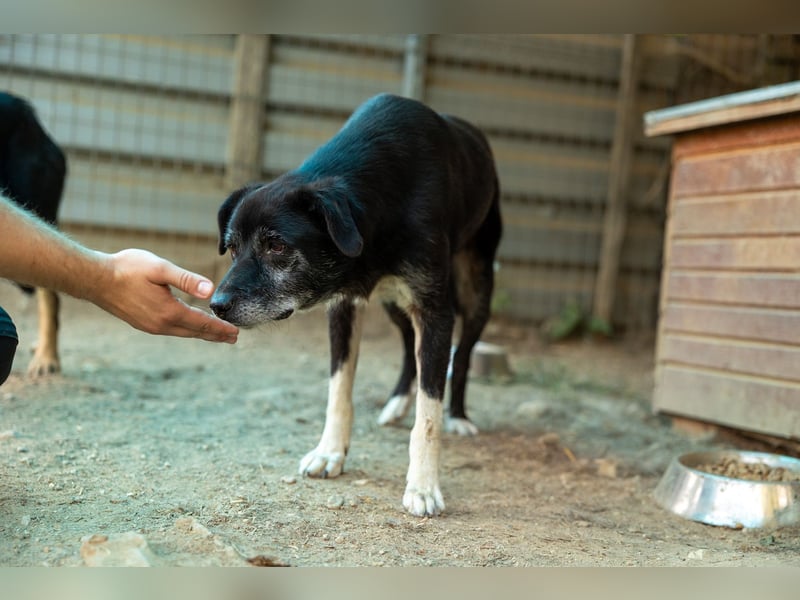 Sanfter, vorsichtiger Negry sucht sein Zuhause