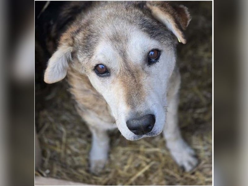 liebenswerter Senior sucht dringend ein liebevolles Zuhause