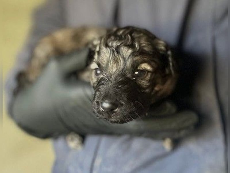 Bowie kleines Welpenmädchen wartet auf ihr liebevolles Zuhause
