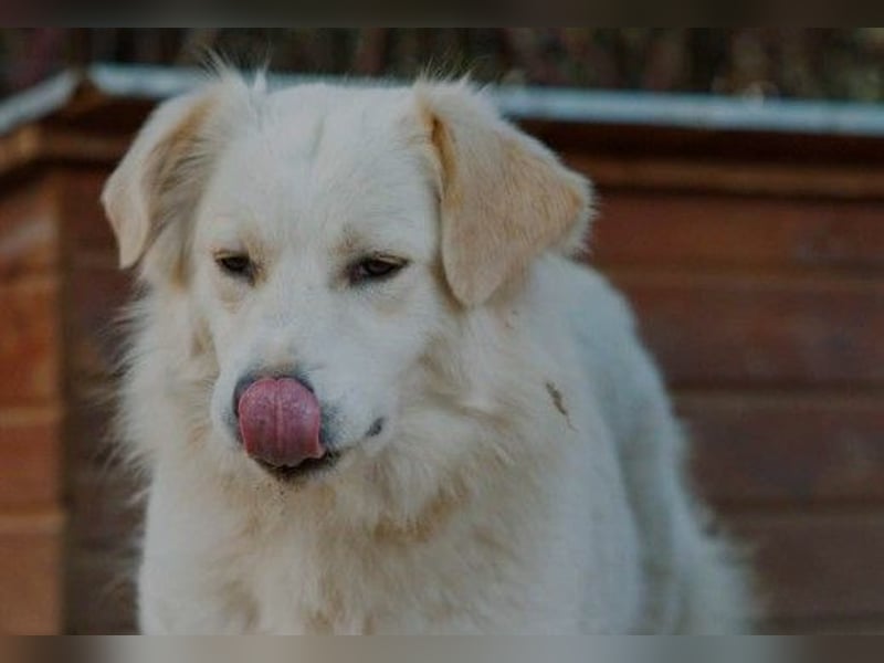 wunderschöne, liebe Wani