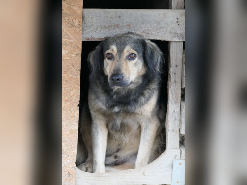 Zoran, zaghafter Rüde wartet auf seine Herzensmenschen