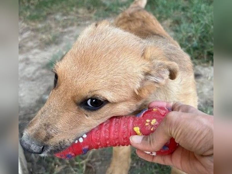 verschmuster, lieber Traumhund Gaio