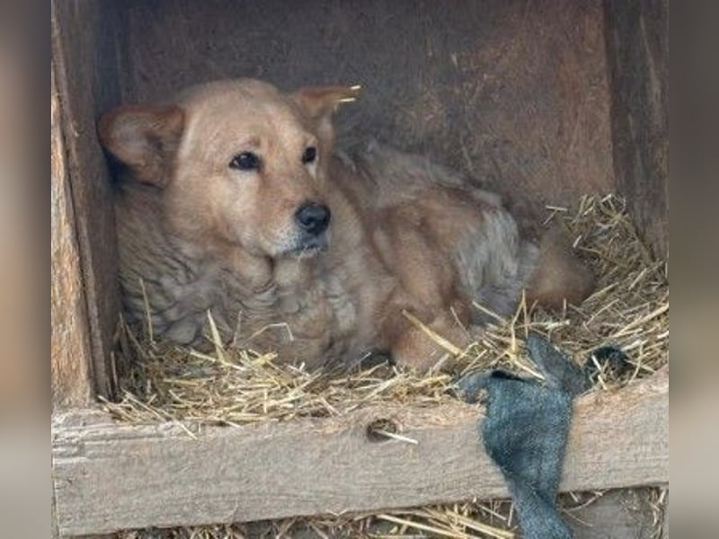lieber Ferdinand wartet auf ein liebes Zuhause