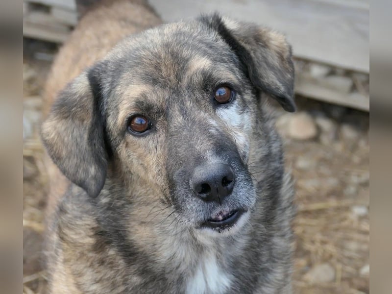 schüchterner lieber Beghei sucht