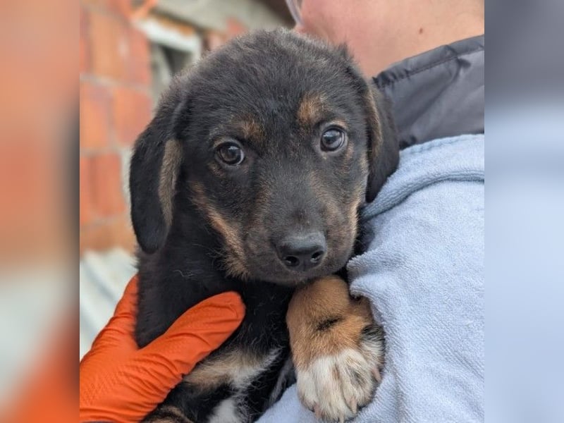 zauberhaftes, liebes Welpenmädchen Cara