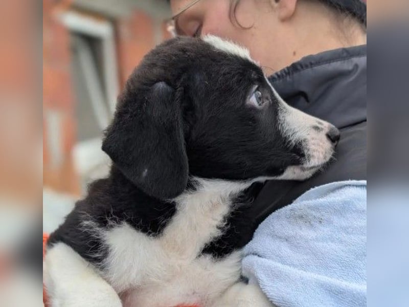 zauberhafter, lieber Welpe Chess