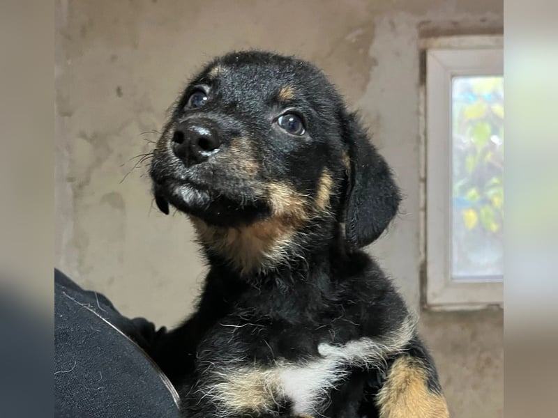 WELPE10C - zauberhafter Welpenjunge sucht seine Familie und einen Namen