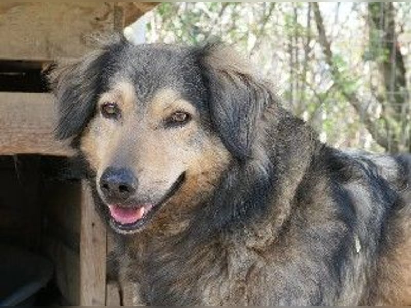 wunderschöner Rüde Zoran