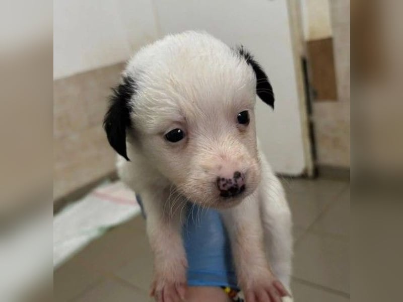 Mulan - zauberhafte Welpenmaus sucht ihre Herzensmenschen