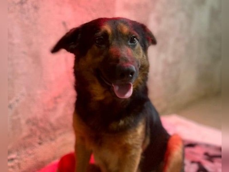 liebe, wunderschöne Donna