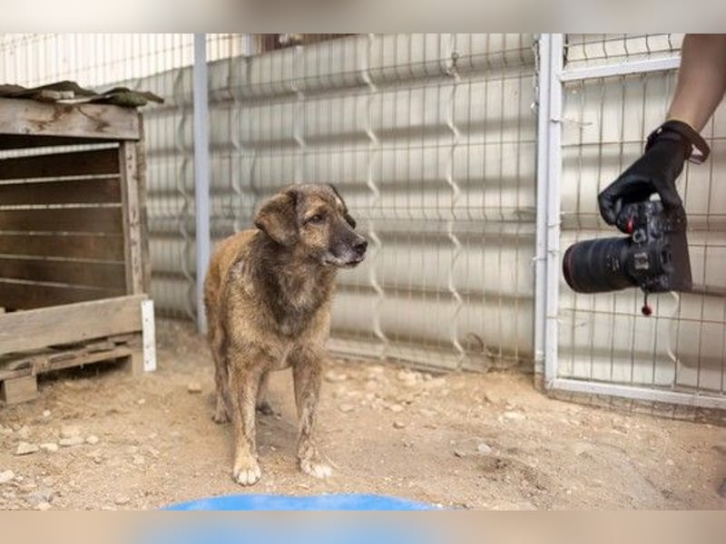schüchterner Beghei sucht dringend sein Zuhause