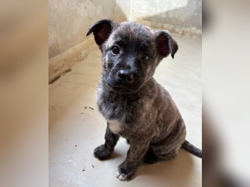 zauberhafter Welpenjunge Othello