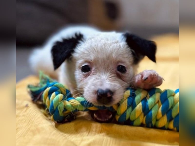 Mulan - zauberhafte Welpenmaus sucht ihre Herzensmenschen