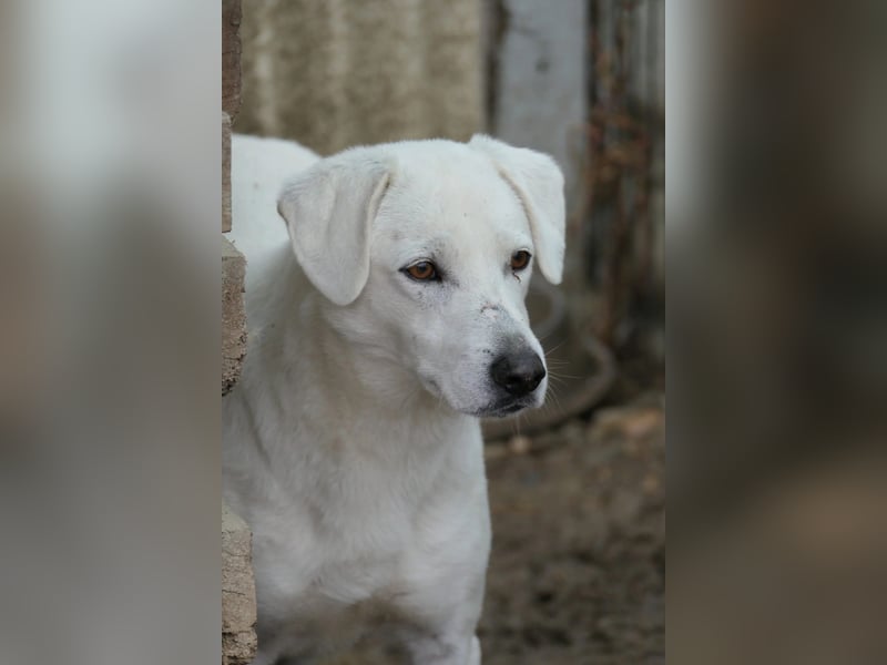 Snow, zaghafter Rüde wartet auf Menschen die ihm zeigen wie schön die Welt ist