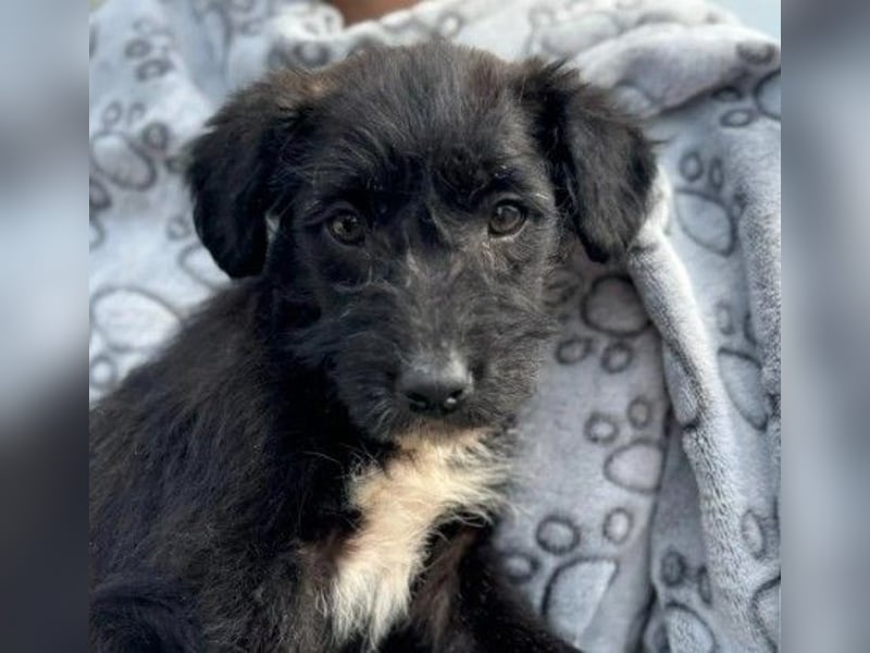 liebes Welpenmädchen 7 N