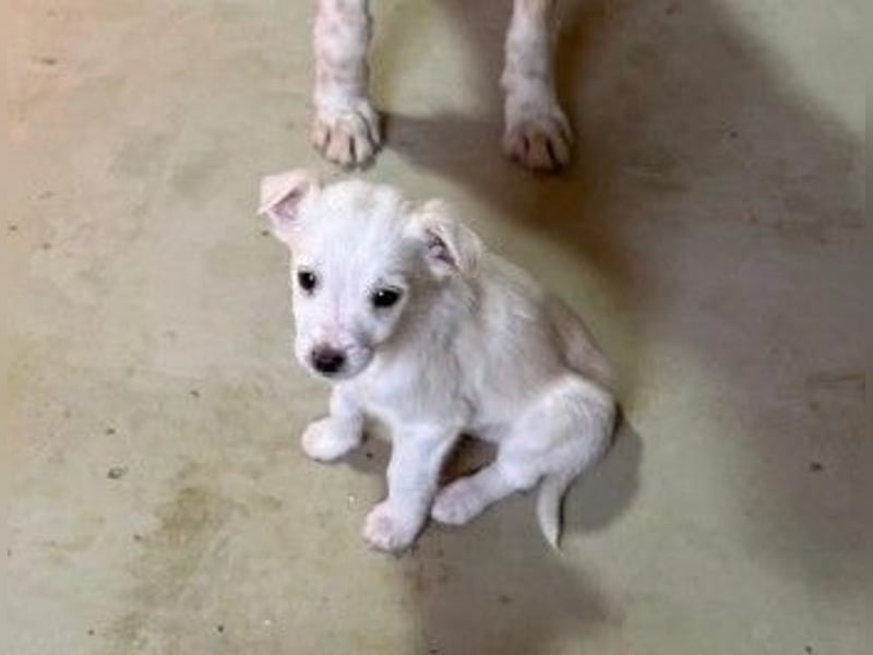 Welpenmädchen Akari