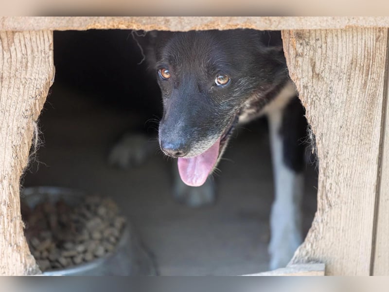Sanfter, vorsichtiger Negry sucht sein Zuhause
