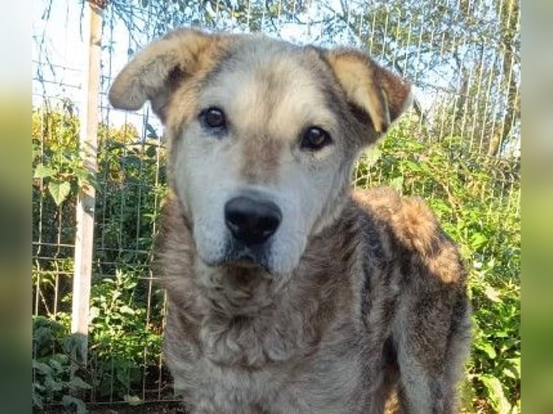 liebenswerter Senior sucht dringend ein liebevolles Zuhause