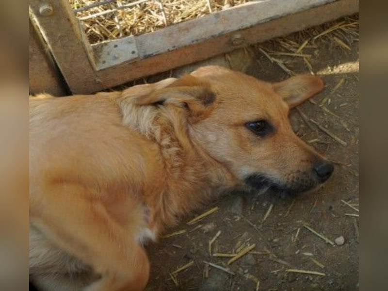 verschmuster, lieber Traumhund Gaio