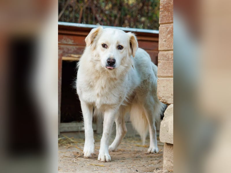 WANI - ruhige, sanfte Hündin sucht einfühlsame Menschen