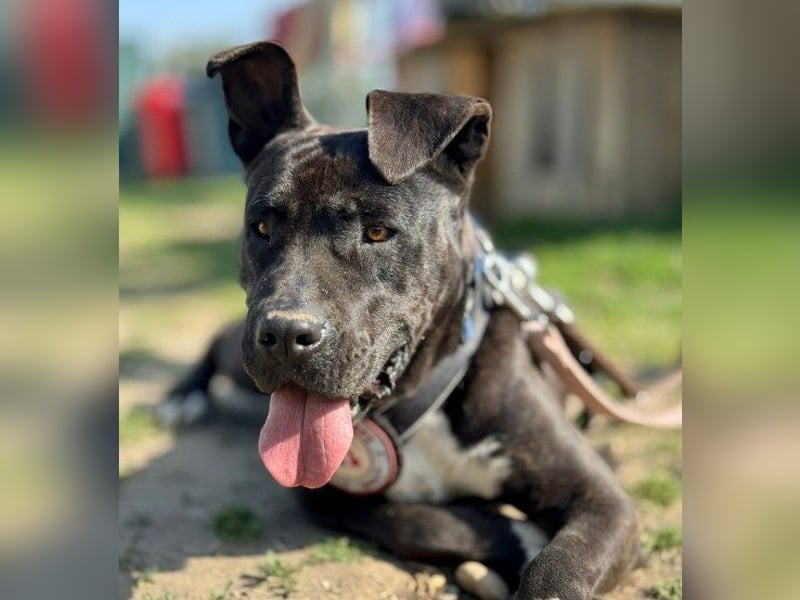LUNA - liebenswerte Kampfschmuserin sucht ihr Zuhause in Österreich