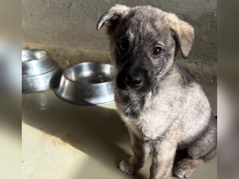 zauberhafter, lieber Welpenjunge Orion