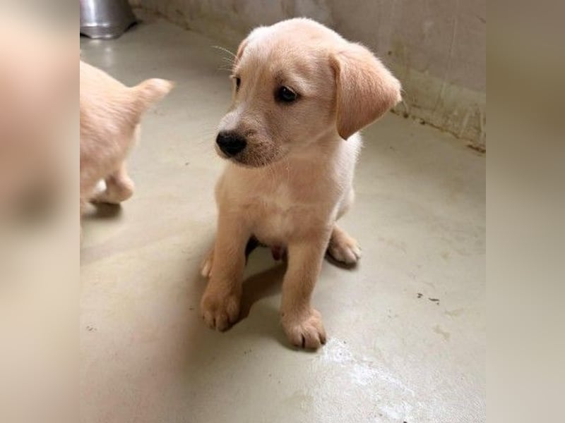 zauberhafter, lieber Welpe Kiri