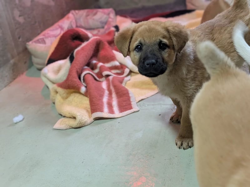 fröhlicher & liebenswerter Tux sucht seine Familie