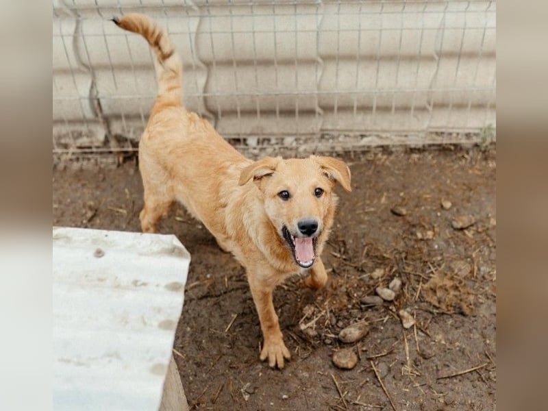 verschmuster, lieber Traumhund Gaio