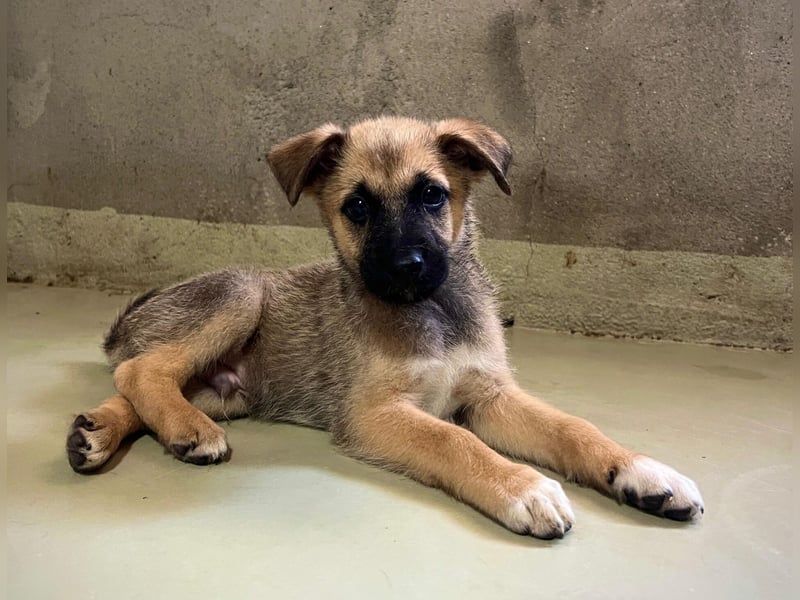 zauberhafter Flipper sucht seine neue Familie zauberhafter Flipper sucht seine neue Familie