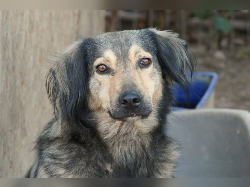 wunderschöner Rüde Zoran