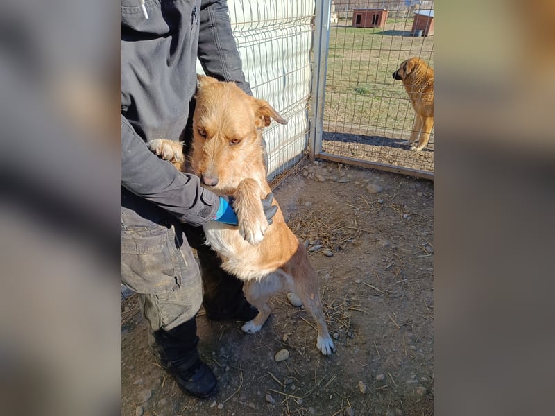 Lilli ganz verschmuste Hündin sucht ihre Herzensmenschen
