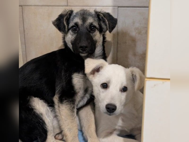 Lizzy - mit Geduld zur Traumhündin