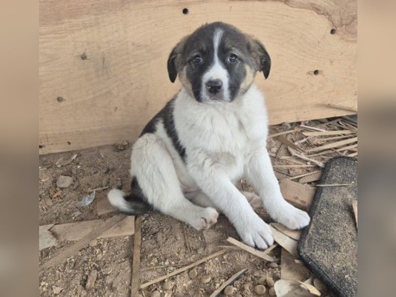 Elisa - hübsches Welpenmädchen sucht Familie