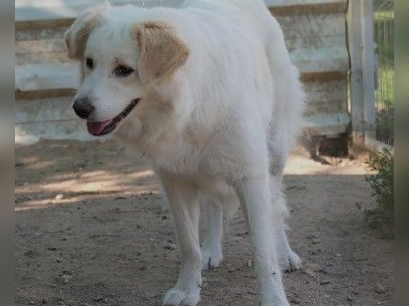 wunderschöne, liebe Wani