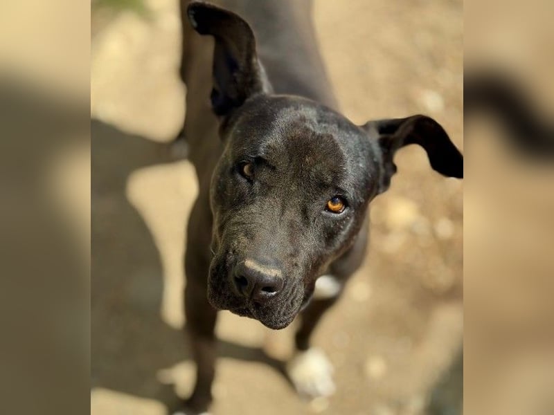 LUNA - liebenswerte Kampfschmuserin sucht ihr Zuhause in Österreich