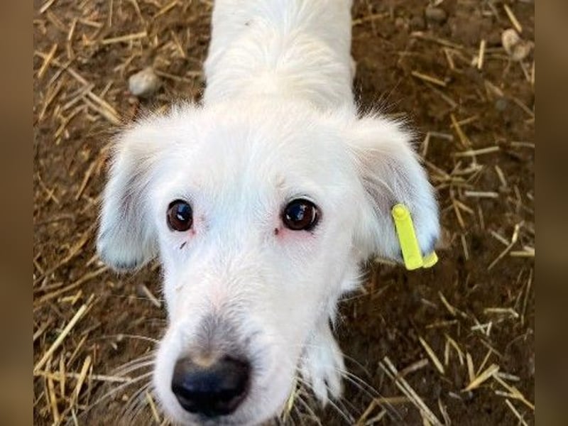 kluge Tourana sucht Zuhause mit Struktur