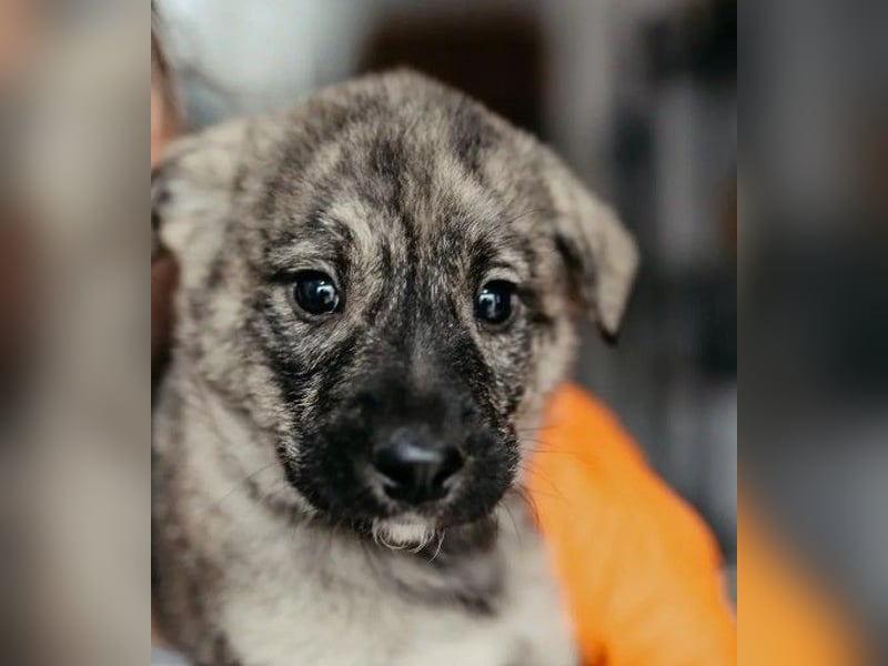 zauberhafter, lieber Welpenjunge Orion