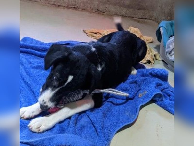 zauberhafter Junghund Chess