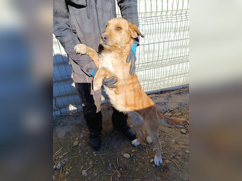 Lilli ganz verschmuste Hündin sucht ihre Herzensmenschen