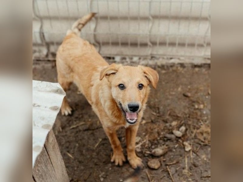 verschmuster, lieber Traumhund Gaio