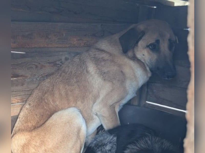 Lieber, zauberhafter Takumi sucht seine Menschen