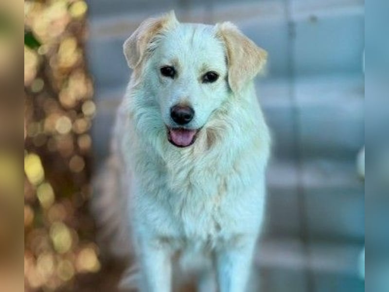 wunderschöne, liebe Wani