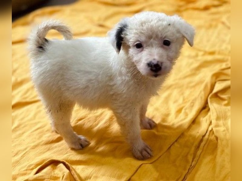 MUCKI - kleines, süßes Welpenmädchen sucht ihre Menschen