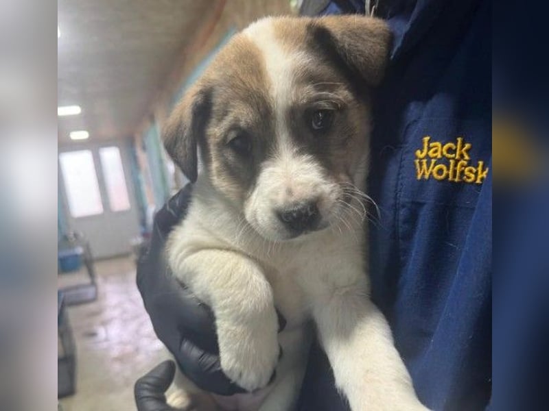 Zauberhaftes, liebes Welpenmädchen Keks