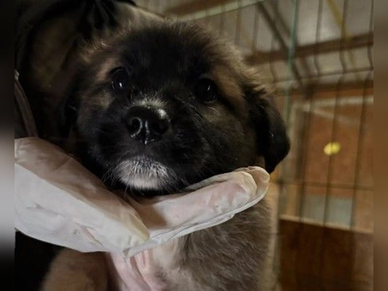 Lori, kleine Kuschelmaus ist neugierig und menschenbezogen